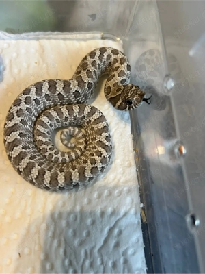Hakennasennatter Jungtiere Heterodon nasicus