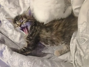 Mainecoon Mix Mädchen 