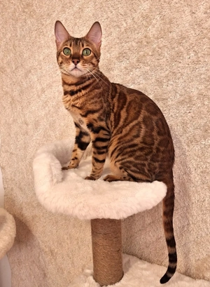 Reinrassige Bengal-Kitten mit Stammbaum