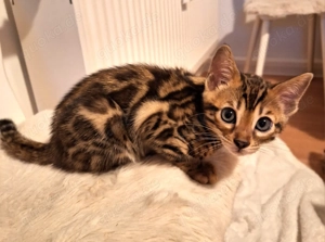 Reinrassige Bengal-Kitten mit Stammbaum