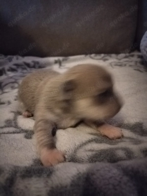 Chihuahuas Welpen suchen ab Mitte März ein schönes Zuhause 