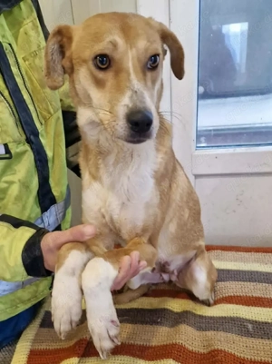 Junghündin Alina auf der Suche nach Glück