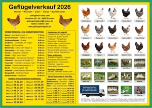 Hühnerverkauf | Legehennen | Huhn | Hahn | Goldsperber | Andalusier | Königsberger | Sussex dunkel