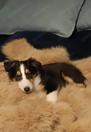 6 wunderschöne Collys (2 Mädchen & 4 Jungs) zu verkaufen   Geboren am 06.12.2025