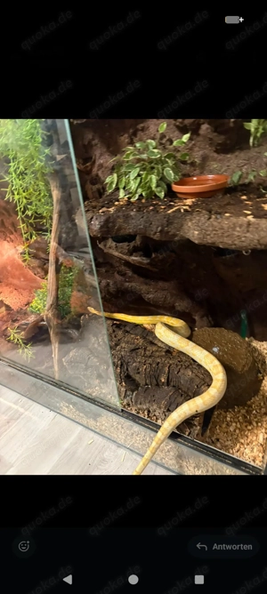 Wir nehmen Schlangen & Echsen auf