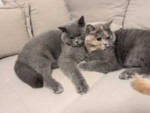 Die Katzen suchen neue Wohnung 