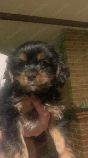 Cavalier king charles spaniel letzte mädschen