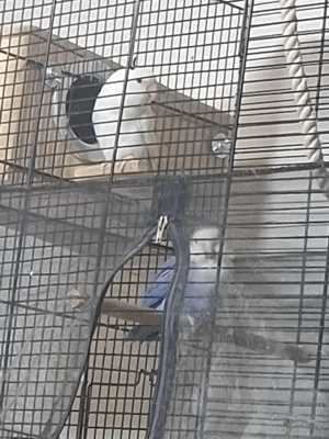 rosenköpfchen  Bild 3