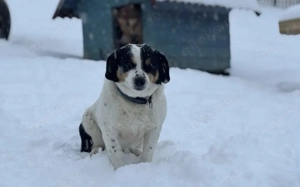 Wolf ist bereit für sein Zuhause