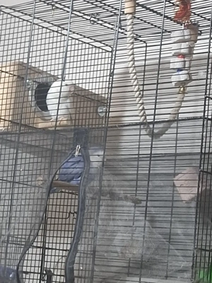 rosenköpfchen  Bild 4