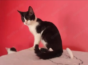 Neo Verspielter Kater sucht spielfreudige Familie 