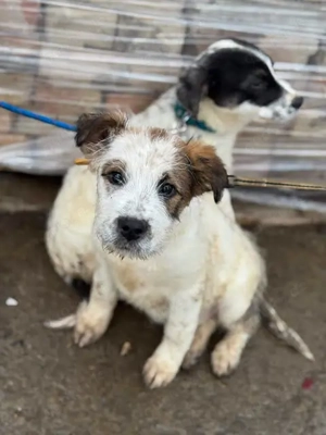 Welpenmädel Cosma   gerettet aus dem Müll