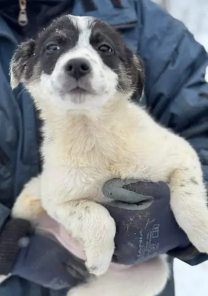 Hundekind Charlene   wie Müll entsorgt Hündin, geb. ca. 10 2025, vermutlich groß werdend, geimpft, g