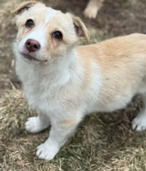 Mogli   ein Hundekind zum Verlieben Bild 2