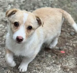 Mogli   ein Hundekind zum Verlieben