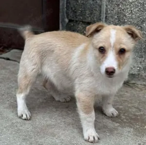 Mogli   ein Hundekind zum Verlieben Bild 6