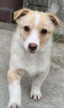 Mogli   ein Hundekind zum Verlieben Bild 5