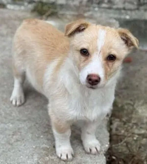 Mogli   ein Hundekind zum Verlieben Bild 4