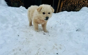 Kleiner Falkor sucht das Glück