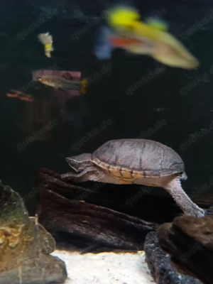240L Juwel m. Moschusschildkröte  Bild 3