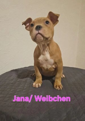 American Bully Povket Welpen sofort Abgabebereit