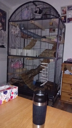 Allergie dringend zu verkaufen 