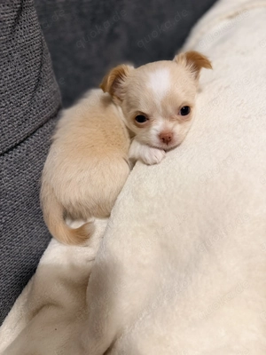 Chihuahua Welpen   alle weiblich   Berlin