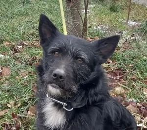 Norbert verschenkt sein Hundeherz
