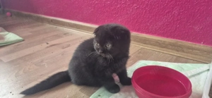 Bkh kitten letzte Mädchen 