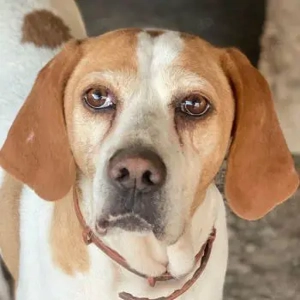 Sienna, geb. ca. 07 2023, lebt in GRIECHENLAND, auf einer privaten Pflegestelle 