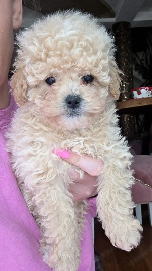 Maltipoo Welpen 