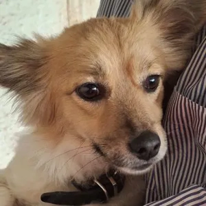 Klara, geb. ca. 04 2024, lebt in GRIECHENLAND, auf einer privaten Pflegestelle 