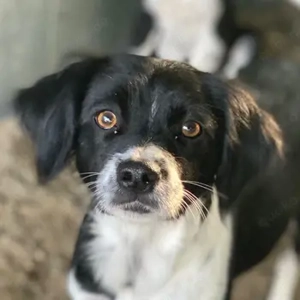 Noor, geb. ca. 08 2024, lebt in GRIECHENLAND, auf einer privaten Pflegestelle 