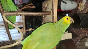 Amazonenpaar Handzahm 