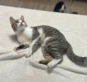 Jordy Verspieltes Katzenmädel sucht spannende Familie Bild 3