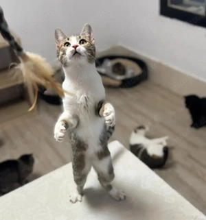 Jordy Verspieltes Katzenmädel sucht spannende Familie Bild 5