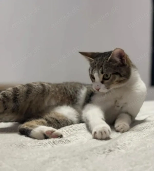 Jordy Verspieltes Katzenmädel sucht spannende Familie Bild 2