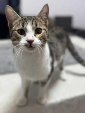 Jordy Verspieltes Katzenmädel sucht spannende Familie