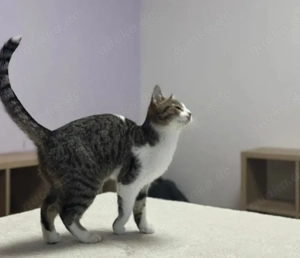 Jordy Verspieltes Katzenmädel sucht spannende Familie Bild 4