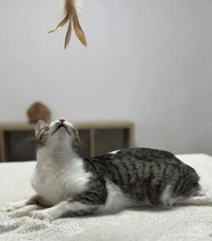 Jordy Verspieltes Katzenmädel sucht spannende Familie Bild 8