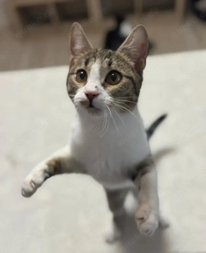 Jordy Verspieltes Katzenmädel sucht spannende Familie Bild 7