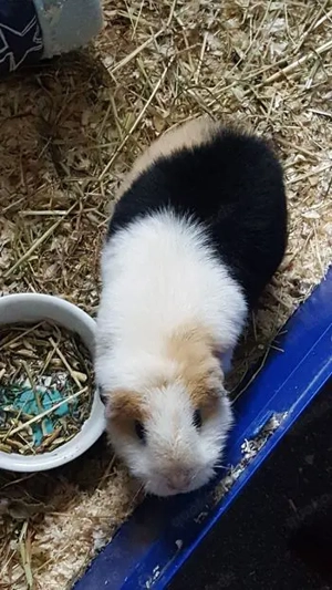  Meeri-Kastrat sucht Traumzuhause