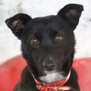 Misty, geb. ca. 11 2023, lebt in GRIECHENLAND, auf einer privaten Pflegestelle 