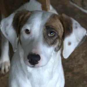 Nivara, geb. ca. 11 2024, lebt in GRIECHENLAND, auf einer privaten Pflegestelle 