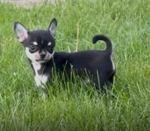 Chihuahua Welpen reinrassig Rüde noch da 