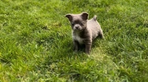 Chihuahua Welpen reinrassig Rüde noch da 