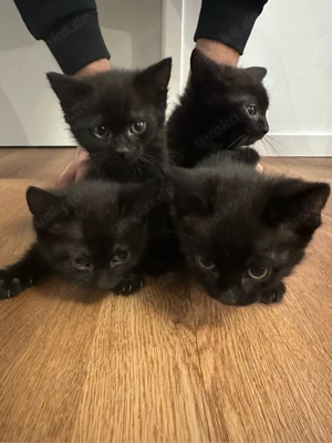 4 wunderschöne kitten