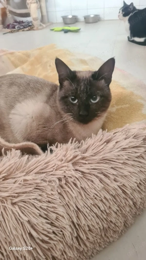 Meiling sucht ihr Zuhause