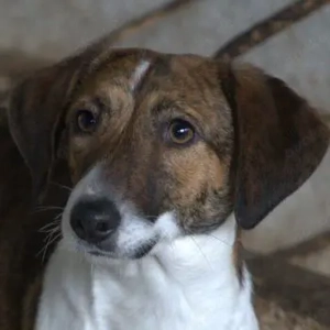 Tanu, geb. ca. 11 2024, lebt in GRIECHENLAND, auf einer privaten Pflegestelle