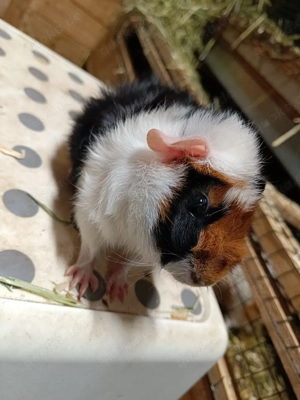 Rosetten Frühkastrate